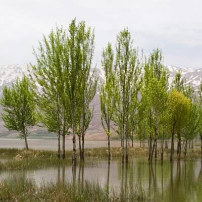 بركة 